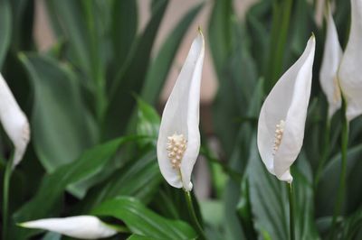 Close-up of white flowers blooming outdoors