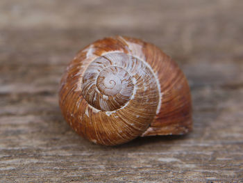 Close-up of animal shell on wooden table