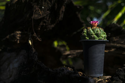 Close-up of potted plant