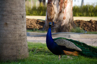 View of peacock on field