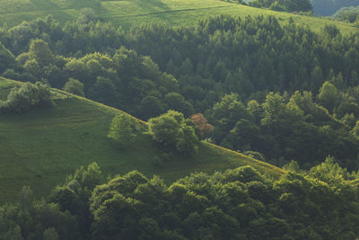 High angle view of trees growing on field