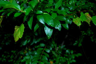 Close-up of wet leaves