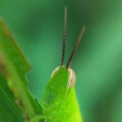 Close-up of insect on leaf