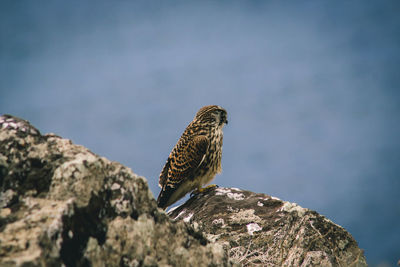 Close-up of owl perching on rock