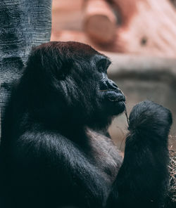 Close-up of monkey