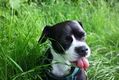 Dog looking away while sitting on grass