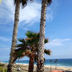 Palm trees on beach