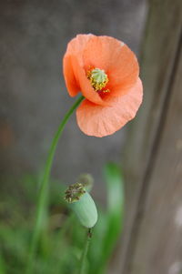 Close-up of poppy flower