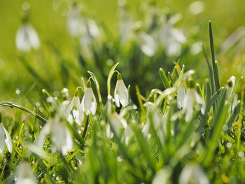 Close-up of raindrops on plants