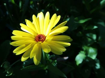 Close-up of yellow flower