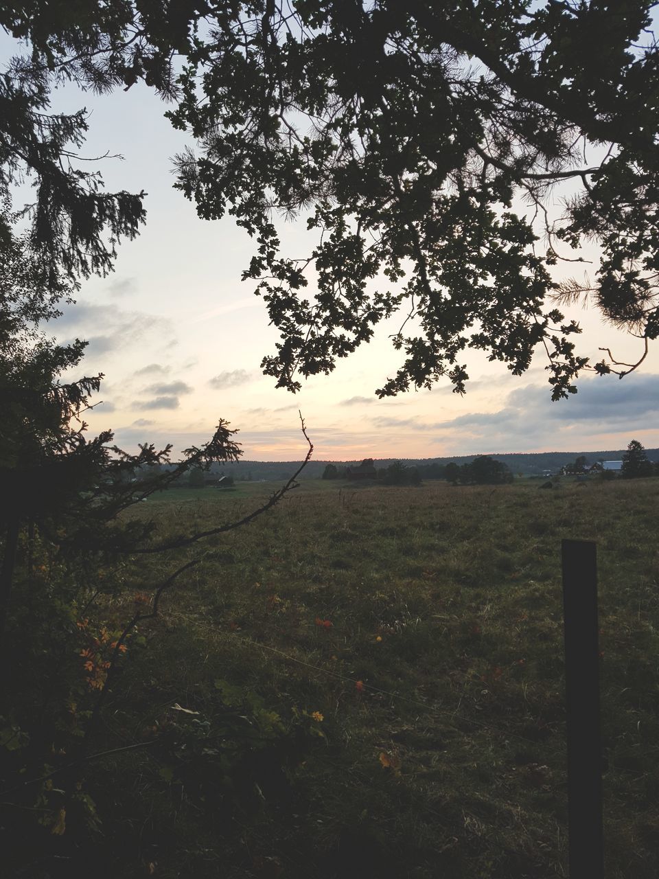 tree, landscape, field, nature, tranquil scene, growth, tranquility, sky, outdoors, no people, beauty in nature, scenics, day, grass