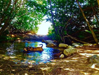 River in forest