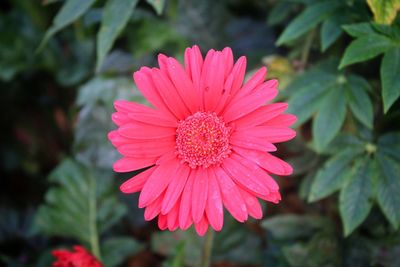 Close-up of pink flower