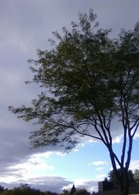 Low angle view of trees against sky