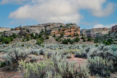 Plants growing on rock against sky