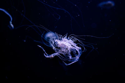 Close-up of jellyfish in sea