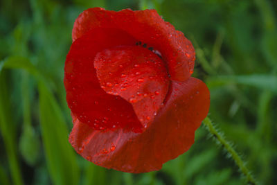 Close-up of red flower growing outdoors