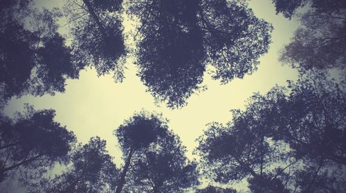 Low angle view of trees against sky