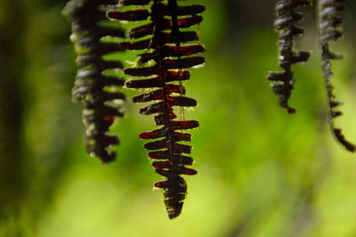 Close-up of plant