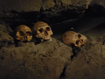 Close-up of human skull