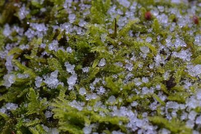 Full frame shot of lichen