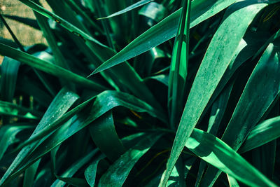 Full frame shot of green grass