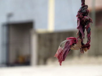 Close-up of wilted flower against blurred background