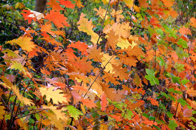 Close-up of yellow maple leaves on field during autumn