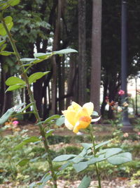 Close-up of yellow flower blooming on tree