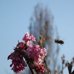 Close-up of pink flowers