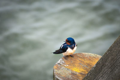 Close-up of bird perching on wood against lake