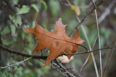 Close-up of dried maple leaf on tree