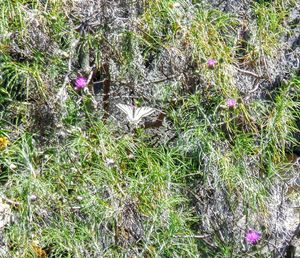 High angle view of purple crocus flowers on field