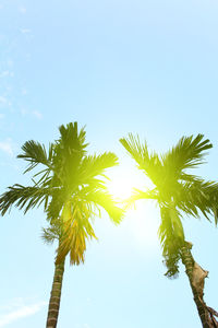 Low angle view of coconut palm tree against clear blue sky