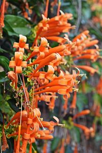 Close-up of orange flowers blooming outdoors