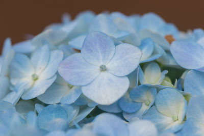 Close-up of white hydrangea flowers