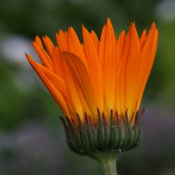 Close-up of red flowers