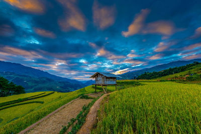 Scenic view of agricultural field against sky