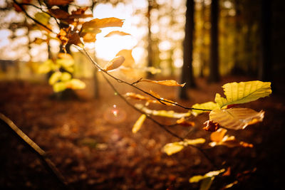 Close-up of yellow flowering plant on field