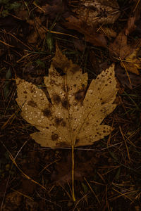 High angle view of dry maple leaf on land