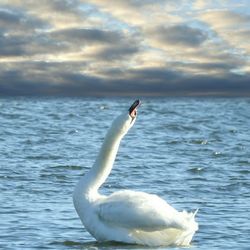 Swan swimming in sea against sky