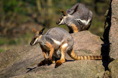 Squirrel on rock