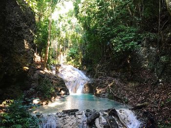 Scenic view of waterfall in forest