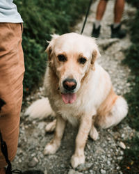 Low section of dog standing on footpath