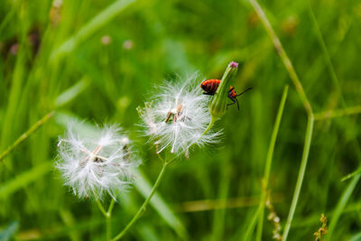 Close-up of dandelion flower