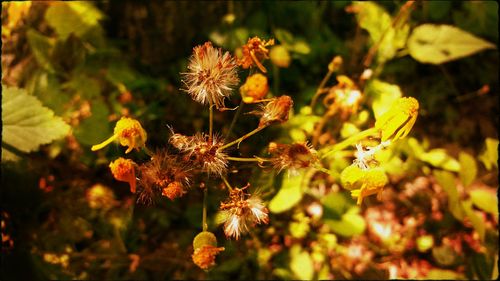 Close up of yellow flower