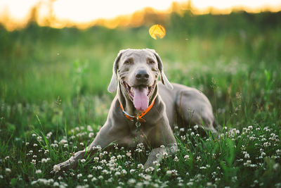 Dog looking away on field