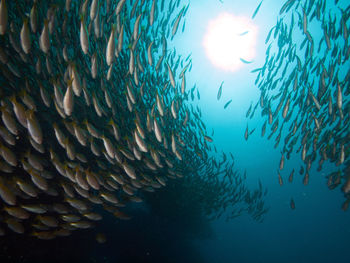 Fish swimming in sea