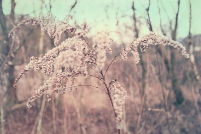 Close-up of wilted flowering plant on field