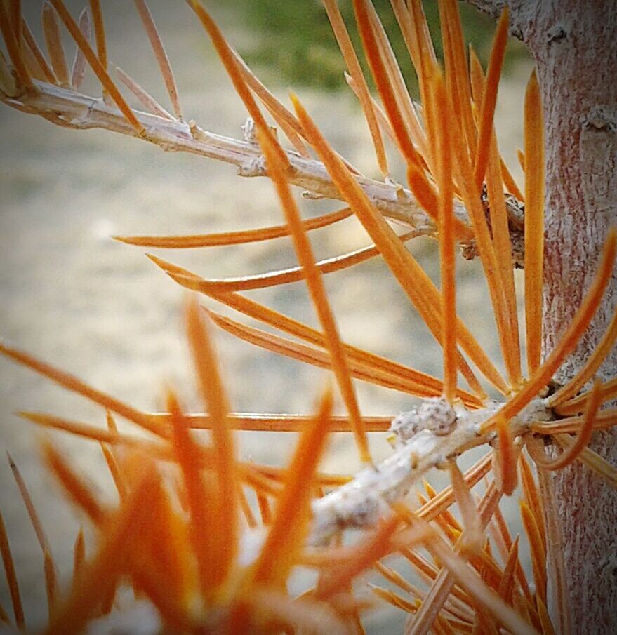 plant, leaf, growth, close-up, nature, focus on foreground, stem, beauty in nature, orange color, branch, twig, outdoors, no people, day, sunlight, growing, fragility, selective focus, tranquility, leaves